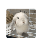うさぎのやまいも(博多弁)（個別スタンプ：2）