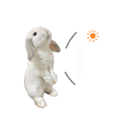 うさぎのやまいも(博多弁)（個別スタンプ：4）