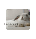 うさぎのやまいも(博多弁)（個別スタンプ：6）