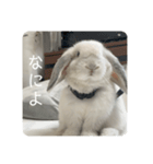 うさぎのやまいも(博多弁)（個別スタンプ：7）
