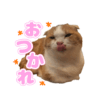 ぬこ家のぬこ日常（個別スタンプ：2）