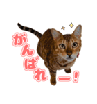 ぬこ家のぬこ日常（個別スタンプ：3）