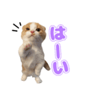 ぬこ家のぬこ日常（個別スタンプ：4）