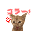 ぬこ家のぬこ日常（個別スタンプ：6）