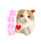 ぬこ家のぬこ日常（個別スタンプ：10）
