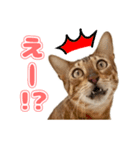 ぬこ家のぬこ日常（個別スタンプ：11）