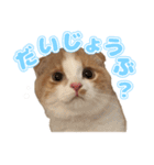ぬこ家のぬこ日常（個別スタンプ：12）