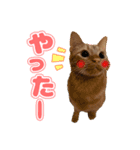 ぬこ家のぬこ日常（個別スタンプ：13）