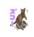 ぬこ家のぬこ日常（個別スタンプ：14）