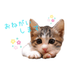 保護猫カフェ ウリエル（個別スタンプ：1）