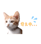 保護猫カフェ ウリエル（個別スタンプ：2）