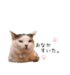保護猫カフェ ウリエル（個別スタンプ：3）