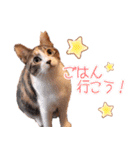保護猫カフェ ウリエル（個別スタンプ：4）