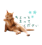 保護猫カフェ ウリエル（個別スタンプ：5）