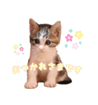 保護猫カフェ ウリエル（個別スタンプ：6）