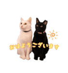 保護猫カフェ ウリエル（個別スタンプ：9）