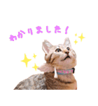 保護猫カフェ ウリエル（個別スタンプ：10）