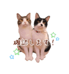保護猫カフェ ウリエル（個別スタンプ：11）