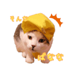 保護猫カフェ ウリエル（個別スタンプ：12）