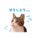 保護猫カフェ ウリエル（個別スタンプ：13）