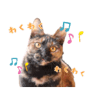 保護猫カフェ ウリエル（個別スタンプ：14）