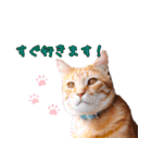 保護猫カフェ ウリエル（個別スタンプ：15）