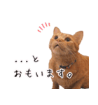 保護猫カフェ ウリエル（個別スタンプ：16）