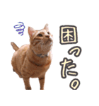 保護猫カフェ ウリエル（個別スタンプ：17）