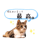 保護猫カフェ ウリエル（個別スタンプ：18）