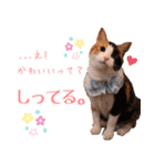 保護猫カフェ ウリエル（個別スタンプ：19）