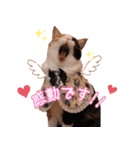 保護猫カフェ ウリエル（個別スタンプ：20）