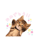 保護猫カフェ ウリエル（個別スタンプ：22）