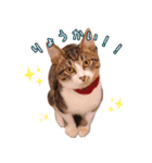 保護猫カフェ ウリエル（個別スタンプ：23）