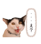 保護猫カフェ ウリエル（個別スタンプ：24）