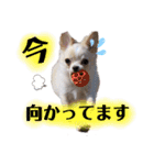おもちスタンプ第2弾！（個別スタンプ：1）