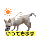 おもちスタンプ第2弾！（個別スタンプ：12）