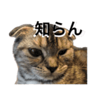 竹田家のティッシュ（個別スタンプ：11）