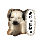 ローズマリーオレオライム（個別スタンプ：7）