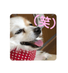 ローズマリーオレオライム（個別スタンプ：9）