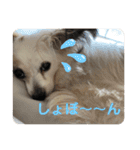 ローズマリーオレオライム（個別スタンプ：11）