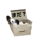 ローズマリーオレオライム（個別スタンプ：13）