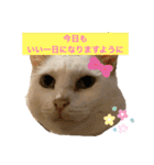 スノーの日常3（個別スタンプ：7）