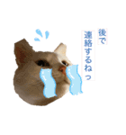 スノーの日常3（個別スタンプ：11）