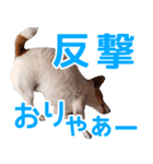 チョコミント2（個別スタンプ：19）