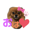 ポメラニアン姫ちゃん ⑫（個別スタンプ：1）