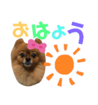 ポメラニアン姫ちゃん ⑫（個別スタンプ：2）