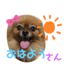 ポメラニアン姫ちゃん ⑫（個別スタンプ：4）