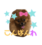 ポメラニアン姫ちゃん ⑫（個別スタンプ：19）