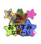 ポメラニアン姫ちゃん ⑫（個別スタンプ：23）