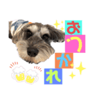 シュナうじゃー（個別スタンプ：7）